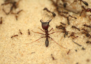 Ant Control, Ant Control services, Ant fumigation services