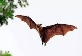 Bats Control Services in Kenya, Bats Control Services, Bats control specialists, Bats control insecticides, Bats Control Providers, Provider of Bats Control Services, bat removal services near me, bat removal near me, bat removal cost, bat removal companies near me, bat removal, Bats controller near me, Bats removal Services in Kenya, Bat Control Services, bat control, bat removal in Nairobi, bat control in Kenya, bat removal company, bats control company in Kenya, bat control services, how to get rid of bats, bats control,