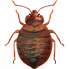 Bed Bugs Pest Control Services in Nairobi Kenya, bed bugs control services in kenya, bed bugs control, bed bugs treatment in kenya, bed bug control methods, bed bug control company, bedbugs, bedbugs control, bed bugs insecticide in kenya,