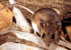 Rodent Control Services, Rat Control Services