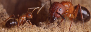 Ants Control Services in Nairobi Kenya, Ants Control, Ants control services in Kenya, Ants control services in Nairobi Kenya, Ants fumigation, Ants fumigation services, Ants fumigation near me, Ants control, Ants control services, Ants fumigation in Nairobi, Ants fumigators, Ants control services in Nairobi Kenya, best pest control for Ants, Ants Killer in Kenya, Ants Control baits in Kenya, best Ants control gel, Ants control gels in Kenya, Ants fumigation Nairobi, Ants Control Services in Nairobi, Ants control tips, Ants pest control, Ants control in apartments