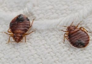 bed bug control Nairobi, bed bug fumigation Nairobi, bed bugs control services near me, bed bug exterminator near me, Bedbugs Nairobi Kenya, Bedbugs control Nairobi, Bedbug extermination, Bedbug control, bedbugs control services in kenya, bed bugs fumigation near me, bed bug fumigation cost, how to get rid of bedbugs in kenya, bed bug fumigation in Nairobi, can bed bugs be controlled, bed bugs pest control, bed bug control kenya, bed bugs control near me, bed bug control products, bed bugs pesticides, bed bug control near me, how to get rid of bed bugs permanently in kenya, bed bugs Control Services, bed bug fumigation nairobi, bed bug control Kenya, bed bugs Control Services in kenya, bedbugs fumigation, bedbugs fumigation nairobi, bedbugs fumigation near me, Bed bug exterminator, Bed bug treatment, Bed bug control, Bed bug prevention, Bed bug inspection, Bed bug extermination,