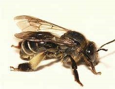 Bees Control Services in Nairobi Kenya, Bees Control, Bees control services in Kenya, Bees control services in Nairobi Kenya, Bees fumigation, Bees fumigation services, Bees fumigation near me, Bees control, Bees control services, Bees fumigation in Nairobi, Bees fumigators, Bees control services in Nairobi Kenya, best pest control for Bees, Bees Killer in Kenya,