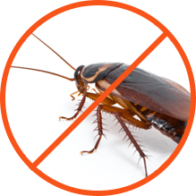 Cockroaches Pest Control Services in Nairobi Kenya, Cockroach Control services in Kenya, Best Cockroach company near me, Cockroach treatment, Cockroach treatment near me, best Cockroach company near me, cheapest Cockroach treatment near me, Cockroach treatment cost near me, cheapest Cockroach treatment near Nairobi, Best Chemical to control Cockroaches, Cockroach Removal services, Cockroach treatment price in Kenya, Anti-Cockroach control, Cockroach treatment in Kenya, Cockroach control company, Cockroach Control Kenya, Cockroach Exterminator Kenya, Cockroaches Treatment Kenya, Best Cockroach Control Kenya, Cockroach Infestation Kenya, Cockroach Control Companies Kenya, Cockroach Pest Control Kenya, Professional Cockroach Control Kenya, DIY Cockroach Control Kenya, Organic Cockroach Control Kenya, Cockroach Control, Cockroach Exterminators, Cockroach Treatment, Cockroach Baiting, Cockroach Inspection, Cockroach Fumigation, Cockroach Prevention, Cockroach Damage Repair, Cockroach Pest Control, Cockroach Killer, Cockroach Control services in kenya, Cockroach Control Kenya, Cockroach Pest Control Kenya, Cockroach control, Cockroach controller, Cockroach control near me, Cockroach control in Kenya, Cockroach control kenya, Cockroach control services in Machakos, Cockroach fumigation in Kenya, Cockroach Exterminator, Cockroach Exterminator near me, Cockroach Exterminator in Kenya, Cockroachs control, Cockroach control near me, Cockroach control services, Cockroach control Kenya, Cockroach treatment Kenya, Cockroach extermination Kenya, Cockroach pest control Kenya, Cockroach removal Kenya, Cockroach control services Kenya, Cockroach prevention Kenya, Cockroach control products Kenya, Cockroach control specialists Kenya, Cockroach inspection Kenya, Cockroach Treatment Kenya, Cockroach Extermination Kenya, Cockroach Inspection Kenya, Cockroach Fumigation Kenya, Cockroach Baiting Kenya, Cockroach Prevention Kenya, Cockroach Spray Kenya, Cockroach Control Cost, Cockroach treatment cost near me, Cockroach treatment cost near Nairobi, anti Cockroach treatment price in kenya, Cockroach Treatment Price, Cockroach Exterminator Cost, Average Price for Cockroach Control, Cockroach Control Services Cost, Cost of Cockroach Treatment, Cockroach Treatment Cost Estimate, Cockroach Pest Control Cost, Cockroach Fumigation Cost, Home Cockroach Control Cost, Professional Cockroach Control Cost, Cockroach Control Companies Cost, Cockroach Control Treatment Cost, Cockroach Inspection Cost, Cockroach Prevention Cost, Cockroach Control Chemical, Cockroach Control Pesticide, Cockroach Treatment Chemicals, Cockroach Control Products, Cockroach Control Solutions, Cockroach Chemical Barrier, Cockroach Control Treatment, Cockroach Chemical Sprays, Cockroach Control Fumigation, Cockroach Control Bait Systems, Cockroach Control Insecticides, Cockroach Control Powder, Cockroach Control Dust, Cockroach Chemical Repellents, Cockroach Control Gel, Cockroach Control Liquid, Cockroach Control Foam, Cockroach Control Aerosol, Cockroach Control Spray, Cockroach Control Concentrate, Cockroach exterminators near me, Cockroach exterminators cost, Cockroach exterminators reviews, Cockroach exterminators ratings, Cockroach exterminators companies, Cockroach exterminators services, Cockroach exterminators prices, Cockroach exterminators treatments, Cockroach exterminators in my area, Cockroach exterminators tips, Cockroach Exterminator Near Me, Cockroach Removal, Cockroach Poison, Cockroach Extermination Cost, Cockroach Companies, Cockroach Inspection Near Me, 