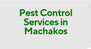 Pest Control Services in Machakos, Fumigation and Pest Control Services in Machakos, fumigation services in Machakos, pest control companies in Machakos, fumigation in Machakos, best pest control services in Machakos, pest control in Machakos, pest removal services in Machakos, professional pest control in Machakos, affordable pest control services in Machakos, residential pest control in Machakos, commercial pest control in Machakos, emergency pest control in Machakos, rodent control in Machakos, termite control in Machakos, bed bug treatment in Machakos, cockroach control in Machakos, flea and tick treatment in Machakos, mosquito control services in Machakos, integrated pest management in Machakos, eco-friendly pest control in Machakos, local pest control services Machakos, pest inspection services in Machakos, pest extermination in Machakos, pest prevention services in Machakos, pest control services in Machakos contacts, pest control Machakos, fumigation in Machakos, pest control in Machakos, fumigators in Machakos, pest control services in Machakos, Machakos fumigation services, bed bugs control in Machakos, bees control services in Machakos, cockroaches control services in Machakos, fleas control services in Machakos, fumigation company in Machakos, pest control company in Machakos,bats control in Machakos, pest controller in Machakos, pest control thiks, pest control, pest control services, fumigation services, fumigation companies in Machakos, pest control services in Machakos, fumigation services near me, fumigation services prices in Machakos, fumigation services in nairobi Machakos, Machakos pest control services, pest control services in nairobi Machakos, Machakos pest, Machakos fumigation, Machakos pest control, pest, pest control service, expert fumigation services in Machakos, pest control in nairobi Machakos, fumigation and pest control services, bedbugs control services in Machakos, bats control services in Machakos