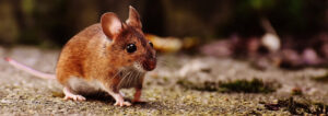 Mice Control Services, Rodent Control, Mice Control Services in Nairobi, Rats Control Services in Nairobi, Rats Mice Control Services in Nairobi Kenya, rats Control Services, rats Exterminator Services in Nairobi Kenya, Rats control services, Rats control, Rats Control Services in Kenya, Rats control chemicals in Kenya, Rats Control Service, Rats Eradication, Rats Control Poison Services, Rats Control, Rats Control in Nairobi, Rats Control Cost in Kenya, Rats Control Services, Rat Control Services in Nairobi, Rat Control Services in Nairobi Kenya, Rats Control Services in Nairobi Kenya, Rats Fumigation Services in Nairobi Kenya, Rat control, Rat controller in Kenya, Rat control baits, Rats Fumigation, rats control methods, rat control products, rats control methods, rodent control services near me, rat control services near me, rats control near me, pest control for rats and mice, pest control for rats, rats control services, rats control measures, pest control rats and mice, how to control rats, rats control in houses, rats control, rats control tips, rat control Bunnings, rat control outdoor, rat control mesh, rat control box, rat control Nairobi, rats control company, rats control company near me, rat controllers, pest control rats and mice rats control methods, Rats Control near Me, Rats control services in Kenya, Rats control Company in Kenya, Rats control pesticides in Kenya, Rats control Kenya, Rats control services near me, Rats controller near me, Rats control near me, Rats fumigation, Rats fumigation near me, Rats control company, Rats fumigation company near me, Rats controllers, Rats killer, Rats sprays, Rats fumigation sprays, Rats control sprays, Rats control services, Rats Killer, Rats killers, Rats pesticides, Rats fumigation Machakos, Rats killer kenya, Rats killer sprays, Rats fumigators, Rats fumigation services, Rats control in Kenya, Rats Control Kenya, Roach Control Services Kenya, Rats Extermination Kenya, Rats Prevention Kenya, Rats Pest Control Kenya, Rats Infestation Kenya, Rats Removal Kenya, Professional Rats Control Kenya, DIY Rats Control Kenya, Rats Control Solutions Kenya, Rats Removal Services in Kenya, Rats Control Sprays, bee control near me, Rats removal sprays, Rats removal company, Rats removal company in Kenya, Rats removal, Rats removers, Rats removal services near me, Rats control company in kenya, Rats controllers near me, Rats control people in Machakos, Rats control experts in Kenya, Rats removal experts near me, Rats control pest control, pest control Rats, Rats control at home, Rats control cost, Rats control kenya, Rats Removal, Rats Killer Kenya, Pest Control Company, Rats Removal Services Kenya, Rats Hive Removal Kenya, Professional Rats Removal Services Kenya, Eco-Friendly Rats Removal Services Kenya, Rats control, Rat Control, Rat Control Services in Kenya, Rat Control Services in Thika, Rat Control Services in Westland Nairobi, Rat Control Services, Rat Control Services in Kenya, Rat Control Services in Mombasa, Rat Control Services, Rat Control Kenya, Rat Control Company, Rat Eradication Services, Rat extermination, Rat control company, Rat baiting company, Rat Traps, Rat Nets, Rat Control Procedures, Rat Control Treatments, Rat Fumigation Pest Control Services, Rat fumigation, mice control, mice control services, mice control near me, mice control services near me, mice extermination, how to get rid of rats, how to get rid of mice