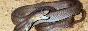 Snakes Control Services in Nairobi Kenya, Snakes Pest Control Services in Nairobi, Snakes Control, Snakes Control Services in Kenya, Snakes Fumigation Services, Snakes Killer in Kenya, Snakes Control Baits in Kenya, Best Snakes Control Gel, Snakes Fumigation in Nairobi, Best Pest Control for Snakes, How to Get Rid of Snakes in Kenya, Snakes Exterminators in Kenya, Snakes Prevention Tips in Kenya, Snakes Fumigation Products