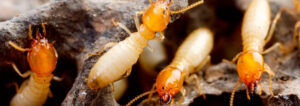 Termite Pest Control, Termite Pest Control Services, Termite Control Services, Termite Control services in Kenya, Termite Pest Control Services Nairobi Kenya, Best termite company near me, termite treatment, termite treatment near me, best termite company near me, cheapest termite treatment near me, termite treatment cost near me, cheapest termite treatment near Nairobi, Termiticides for Termite Control in Kenya, Best Termiticide, Best Chemical to control Termites, Termite Removal services, termite treatment price in Kenya, Anti-termite control, Termite treatment in Kenya, Termite control company, Termite Control Kenya, Termite Exterminator Kenya, Termites Treatment Kenya, Best Termite Control Kenya, Termite Infestation Kenya, Termite Control Companies Kenya, Termite Pest Control Kenya, Professional Termite Control Kenya,termite control company, top termite control company in kenya, best termite control company, best termite company near me, affordable termite control company in kenya, termite control company in kenya contacts, termite treatment companies near me, how to choose a termite company, termite companies, termite control in kenya, termite Pest Control Services Kenya, termite Pest Control Services Nairobi Kenya