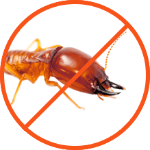 Termite Pest Control, Termite Pest Control Services, Termite Control Services, Termite Control services in Kenya, Termite Pest Control Services Nairobi Kenya, Best termite company near me, termite treatment, termite treatment near me, best termite company near me, cheapest termite treatment near me, termite treatment cost near me, cheapest termite treatment near Nairobi, Termiticides for Termite Control in Kenya, Best Termiticide, Best Chemical to control Termites, Termite Removal services, termite treatment price in Kenya, Anti-termite control, Termite treatment in Kenya, Termite control company, Termite Control Kenya, 