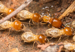 termite treatment nairobi kenya, termite treatment kenya, termite treatment services in nairobi kenya