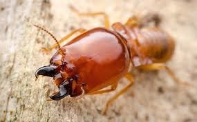 termite control Nairobi, termite control services in Nairobi